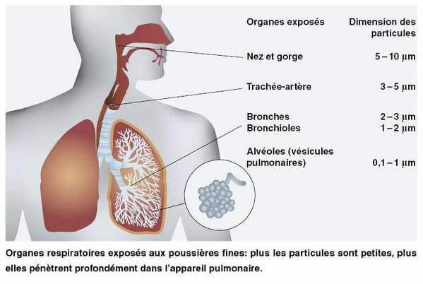 How fine particles get into the lungs
