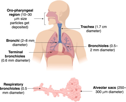 penetration of particles into the respiratory system